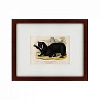 картина: two ursine sloths, or sloth bears, 1830 в Орле