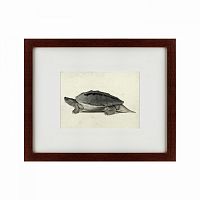 картина: a hand-painted illustration of a burmese roofed turtle, 1873 в Орле