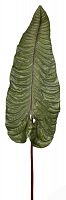 декор alocasia в Орле