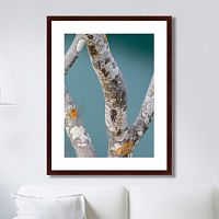 картина: trees on the galapagos islands, ecuador no3 в Орле