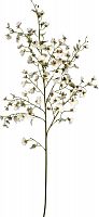 декор oncidium orchid в Орле