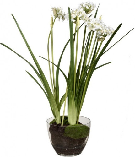декор allium в Орле