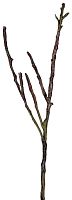 декор dry branches в Орле