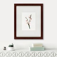 картина: apricot flower (prunus armeniaca), 1832 в Орле