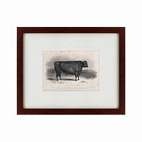 картина: a devon bull, 1849 в Орле