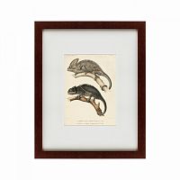 картина: des reptiles, 1705 в Орле