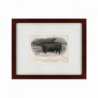 картина: a devon steer, 1869 в Орле