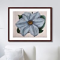 картина: exotic plants of the world №13, 1815г. в Орле