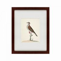 картина: the brown bird в Орле
