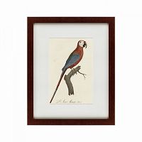 картина: ara macao (scarlet macaw), 1801 в Орле
