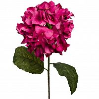гортензия алая 85 см (12) в Орле