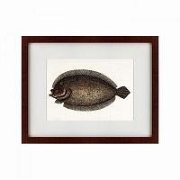 картина: sole fish, 1722 в Орле