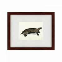 картина: a hand-painted illustration of an arakan forest turtle, 1872 в Орле