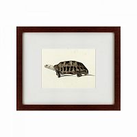 картина: a hand-painted illustration of an elongated tortoise, 1873 в Орле