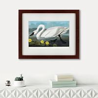 картина: common american swan, 1838 в Орле