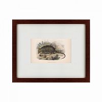 картина: armadillo, 1860 в Орле