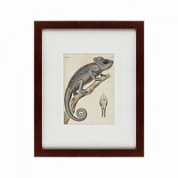 картина: chameleon, 1706 в Орле