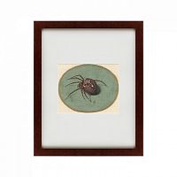 картина: spider, 1690 в Орле