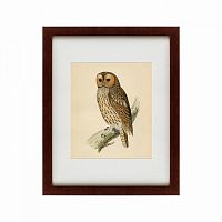 картина: brown owl, 1760 в Орле