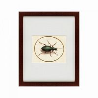 картина: beetle, 1700 в Орле