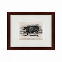 картина: a short horned steer, 1849 в Орле