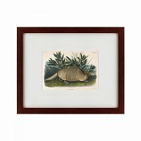 картина: armadillo (dasypus peba), 1848 в Орле