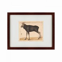 картина: moose, 1560 в Орле