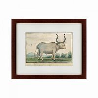 картина: cape ox, 1778 в Орле